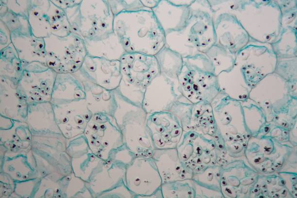 istock Cells from the bark of a cork tree 947251040