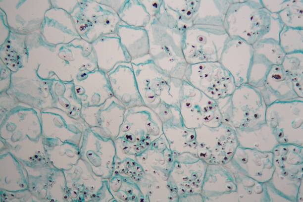 istock Cells from the bark of a cork tree 947251048