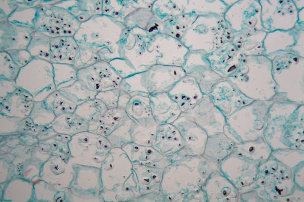 istock Cells from the bark of a cork tree 947251190