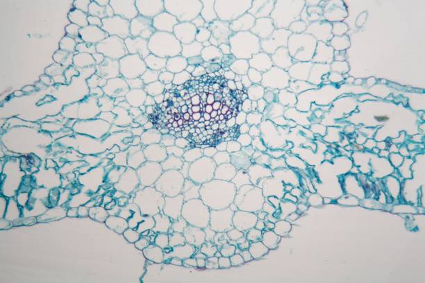 microscope photo of the cells from a tobacco leaf - microscop imagens e fotografias de stock