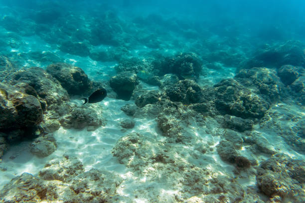 istock Underwater world landscape, colorful coral reef 947251394