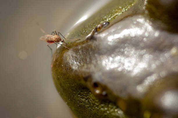 mosquito biting frog on nose - american bullfrog amphibian animal bullfrog imagens e fotografias de stock