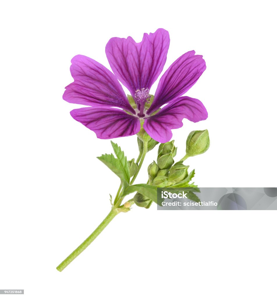 Cây Mallow Với Hoa Hình ảnh Sẵn có - Tải xuống Hình ảnh Ngay bây ...