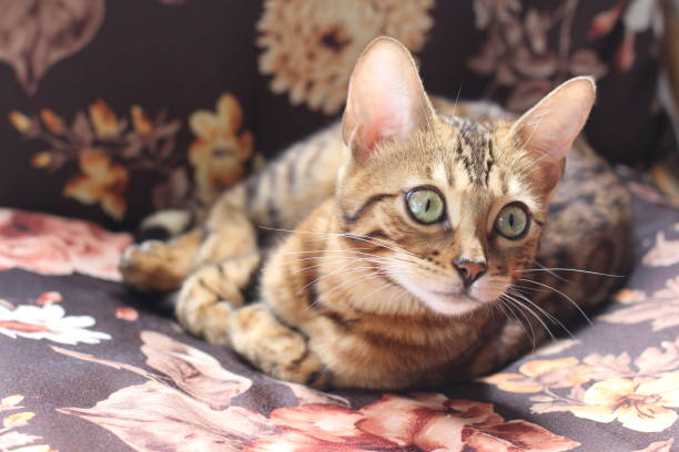 istock Cute Bengal cat portrait isolated 947252470