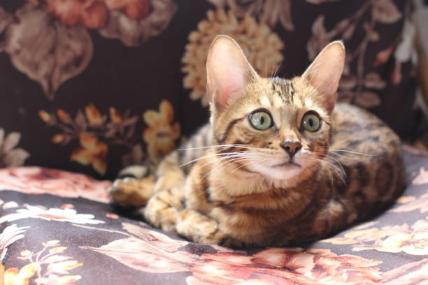 istock Beautiful exotic cat portrait isolated 947252484