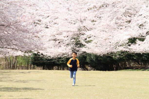 running Japanese boy and cherry blossoms (third grade at elementary school)