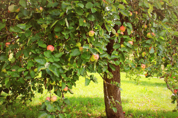 istock Apple on trees in orchard in fall season 947253500