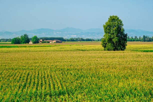 Rural landscape along the Po cycle path Rural landscape along the Po cycle path near Guardamiglio and San Rocco al Porto (Lodi, Lombardy, Italy) at summer lodi italy stock pictures, royalty-free photos & images