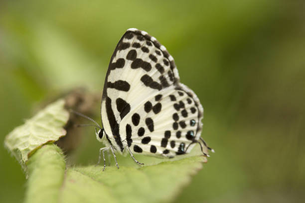 istock Common pierrot, Castailus sp, Lycaenidae, Manu,Tripura, India 947253634