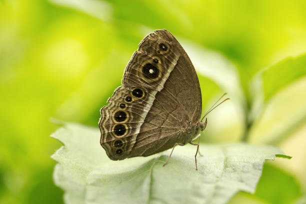 istock Common bush brown, Nymphalidae, Manu,Tripura, India 947253828
