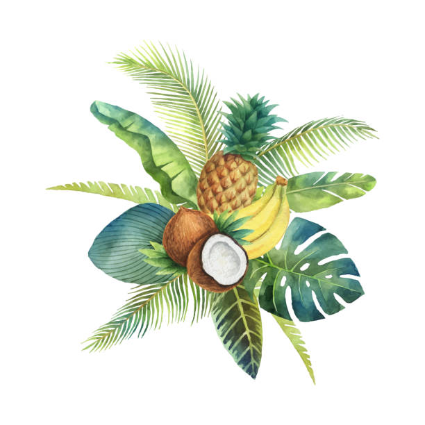 ilustraciones, imágenes clip art, dibujos animados e iconos de stock de acuarela de vectores orgánico bouquet de frutas y palmeras aisladas sobre fondo blanco. - frutas tropicales