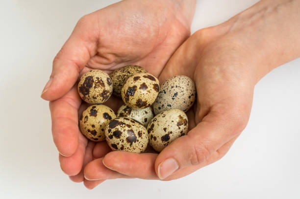 istock Quail eggs in female hands isolated on white background 947259698