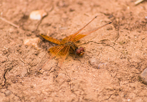 Arterial trithemis