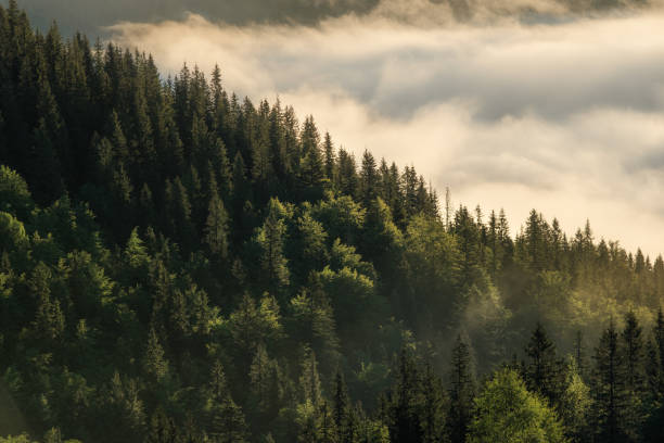 istock Mountain hills covered with morning fog in summer. 947263610