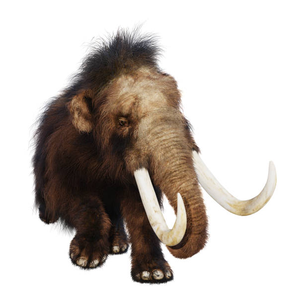 istock 3D illustration woolly mammoth on white 947263774