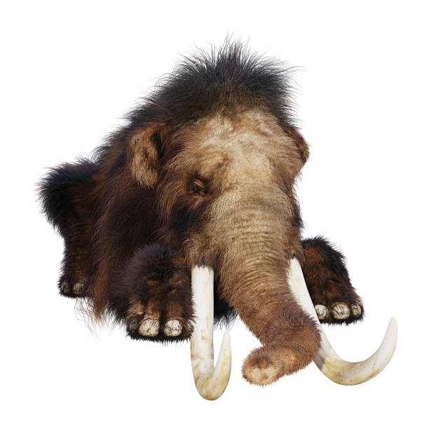 istock 3D illustration woolly mammoth on white 947263788