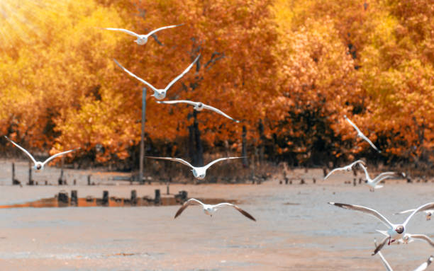 istock Bird Seagull fly at Samutprakarn Thailand 947267750