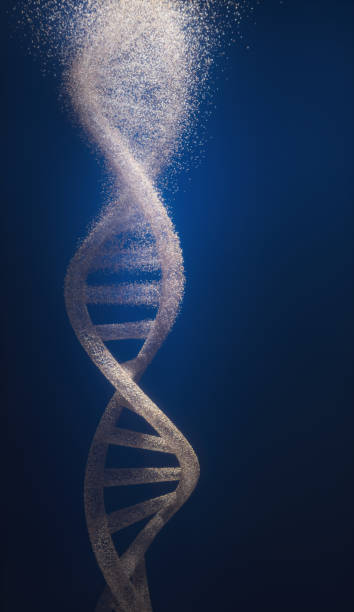 DNA DNA , Evolution , Genetic Modification helix model stock pictures, royalty-free photos & images