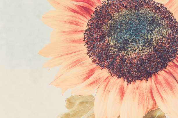 istock Macro shot of blooming sunflower 947268638