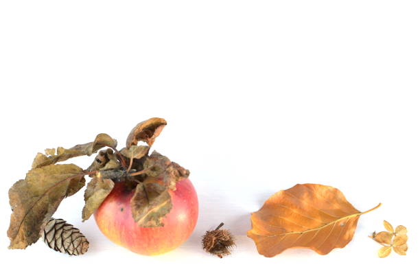 A single apple with brown, dry leafs and other autumnal accessoires on white background