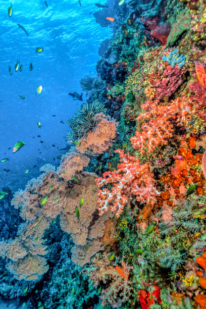 istock Coral reef off coast of Bali 947272674