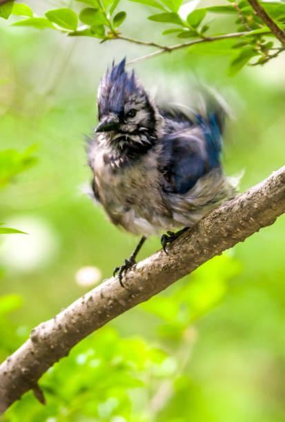 istock blue jay, Cyanocitta cristata 947274942