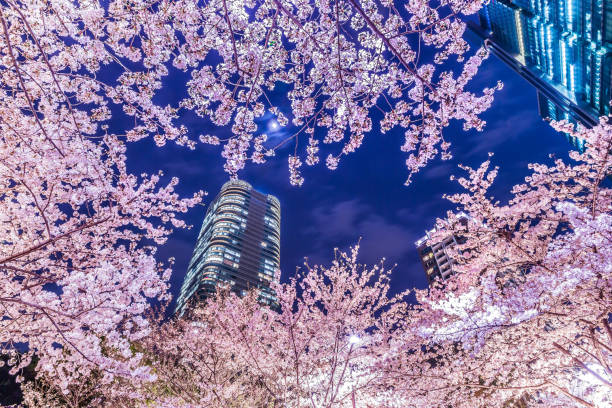 istock High-rise building group and cherry blossoms 947274958