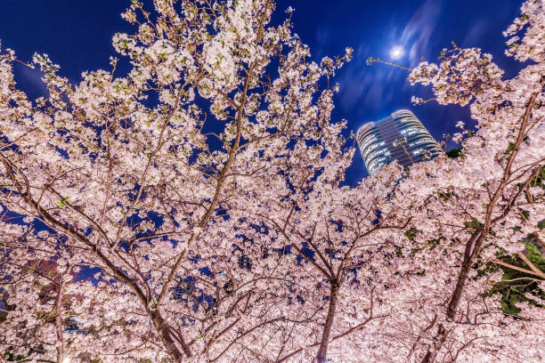 istock High-rise building group and cherry blossoms 947275166