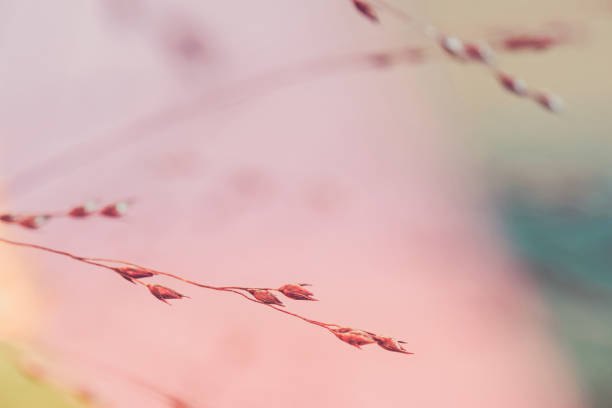 istock Twigs. Macro shot of tiny dry grass 947275442