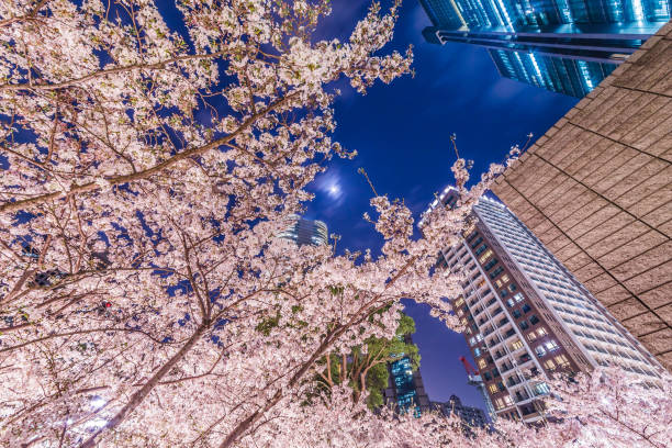 istock High-rise building group and cherry blossoms 947275452