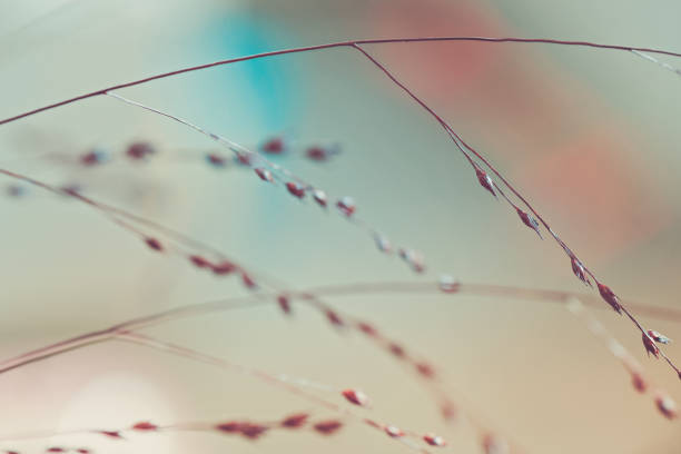 istock Twigs. Macro shot of tiny dry grass 947275600
