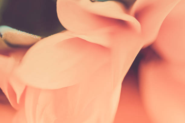 istock Macro shot sunflower petal 947275650