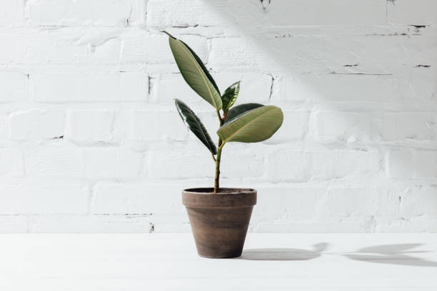 istock Front view of potted ficus plant on white table 947278484
