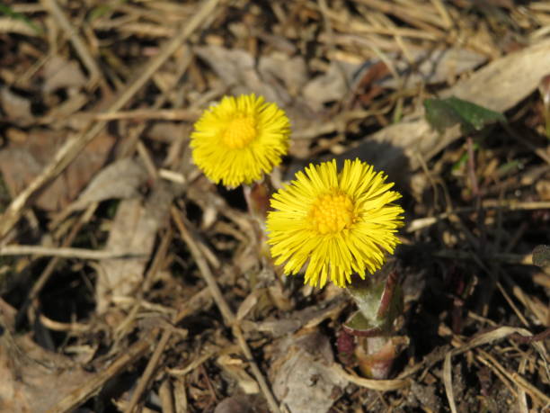 istock Mother-and-stepmother yellow flowers (Tussilago farfara) 947285970