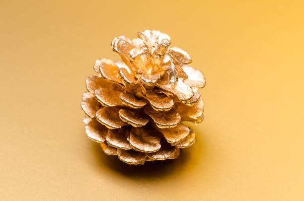 istock one colden pine cone on golden background 947286842