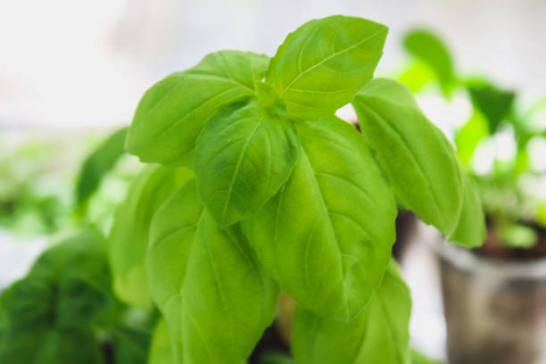 istock fresh basil leaves. Basil plant with green leaves in pot. 947286992
