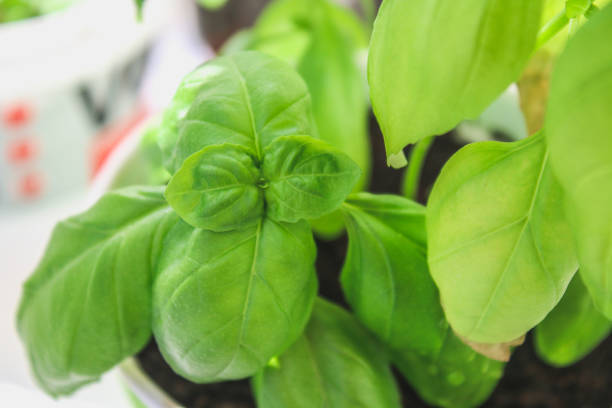 istock fresh basil leaves. Basil plant with green leaves in pot. 947287062