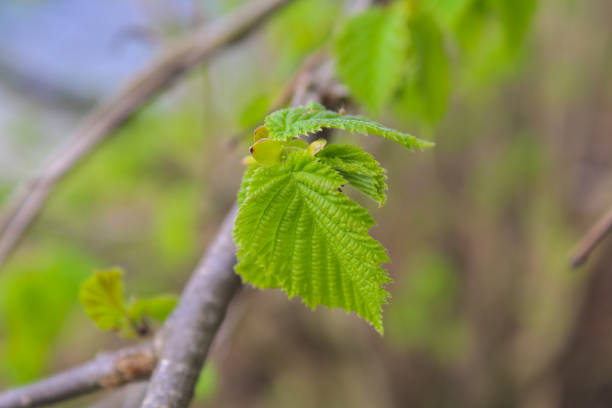 istock The first spring gentle leaves, buds and branches macro background. 947288504