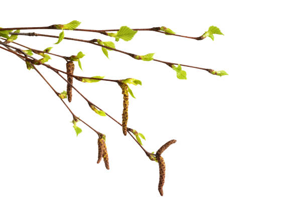 istock Birch branch with catkins and fresh green leaves isolated on white 947289622
