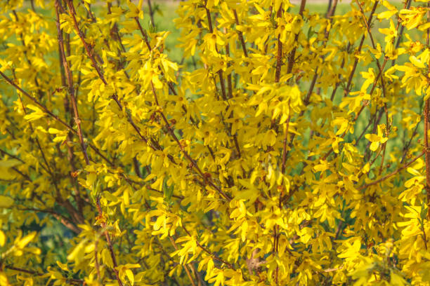 istock Beautiful yellow blossoming forsythia branches at springtime. 947289964