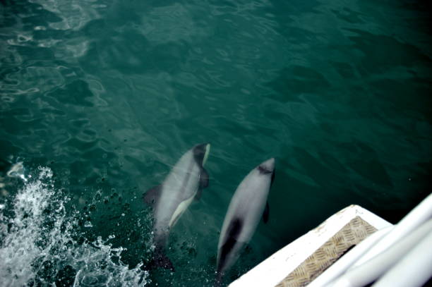 delfines hector nadando - hector - fotografias e filmes do acervo