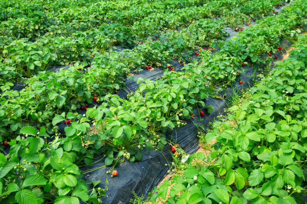 Strawberry field in the greenhouse