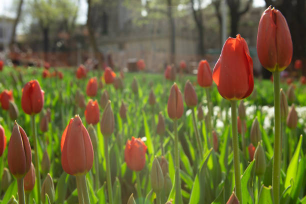 Flower tulips background. Beautiful view of red tulips under sunlight in a park