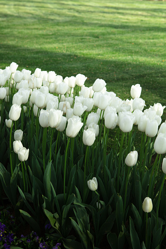 Hoa Tulip Trắng Trong Vườn Hoa Hình ảnh Sẵn có - Tải xuống Hình ảnh Ngay bây giờ - Ban ngày, Bàn - Đồ nội thất, Bảo tồn thiên nhiên - iStock Hoa Tulip Trắng Trong Vườn Hoa Hình Ảnh Sẵn Có - Tải Xuống Hình Ảnh Ngay Bây Giờ - Ban Ngày, Bàn - Đồ Nội Thất, Bảo Tồn Thiên Nhiên - Istock