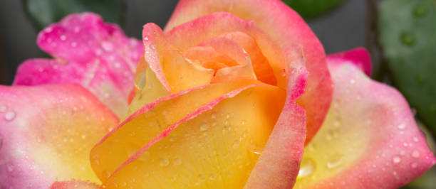 istock Yellow with pink noble rose. Macro shot 947295518