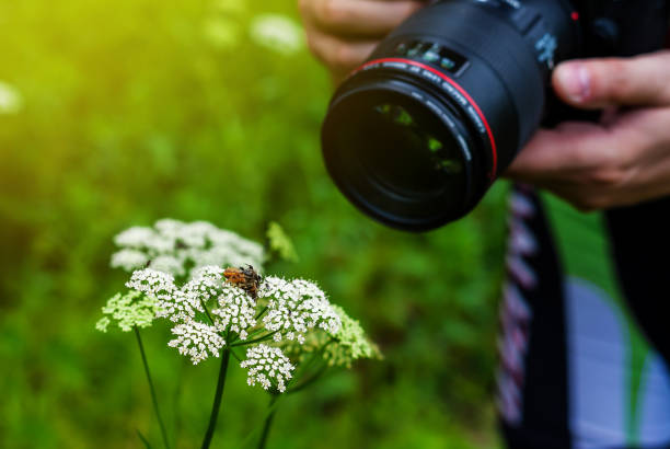 istock Photographing with a lens a spider devouring a bee. Nature, nature photo. 947299290