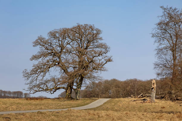 solitare oak trees and a road - solitare imagens e fotografias de stock