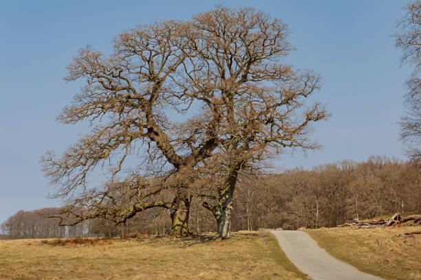 querce solitarie e una strada - solitare foto e immagini stock