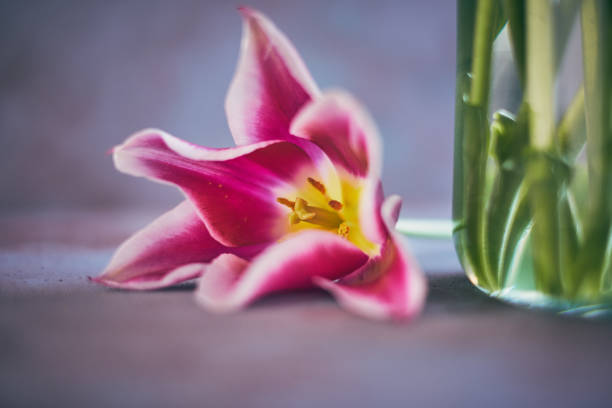 istock Pink tulips in a vase 947303700