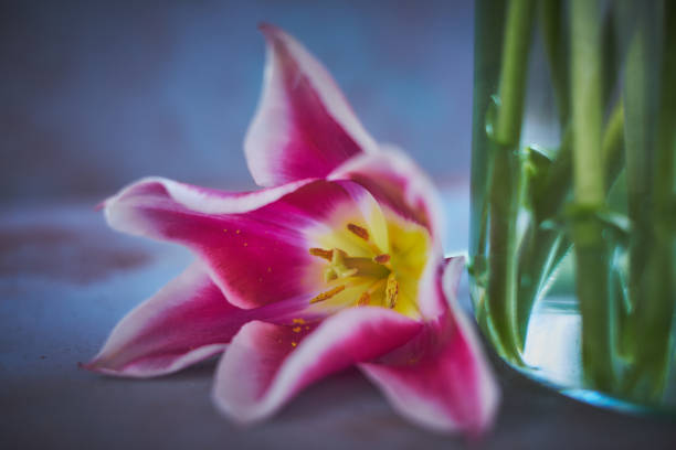 istock Pink tulips in a vase 947303746